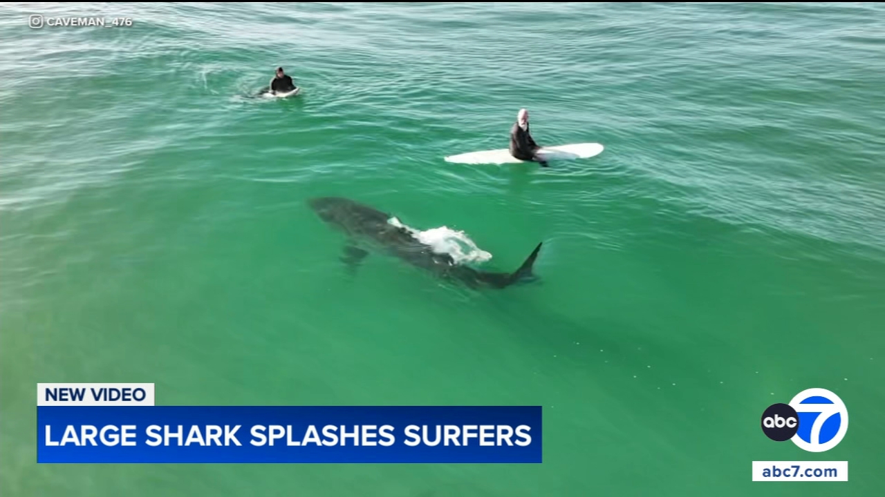 Shark swims near surfers, splashes one with its tail in close encounter off California coast, video shows
       — Joliet Sports news