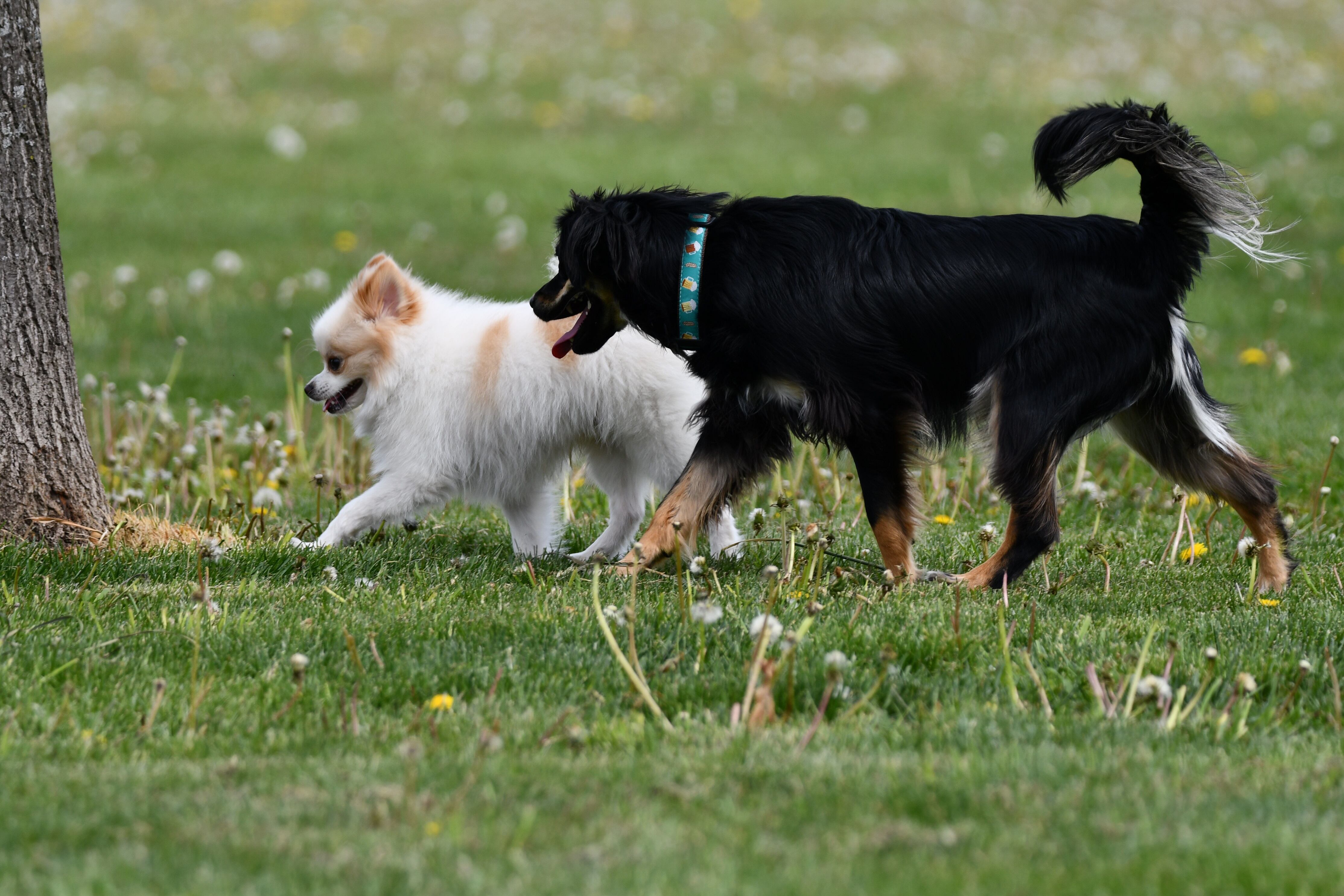 Braidwood ready to break ground on dog park after 3 years of planning — Shaw Local News Network